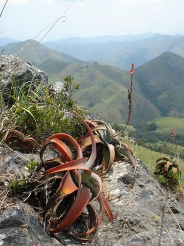 Aloe suprafoliata facing the same way